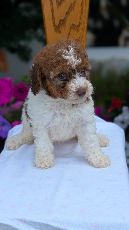 MALTIPOO (JUN 11) MALES