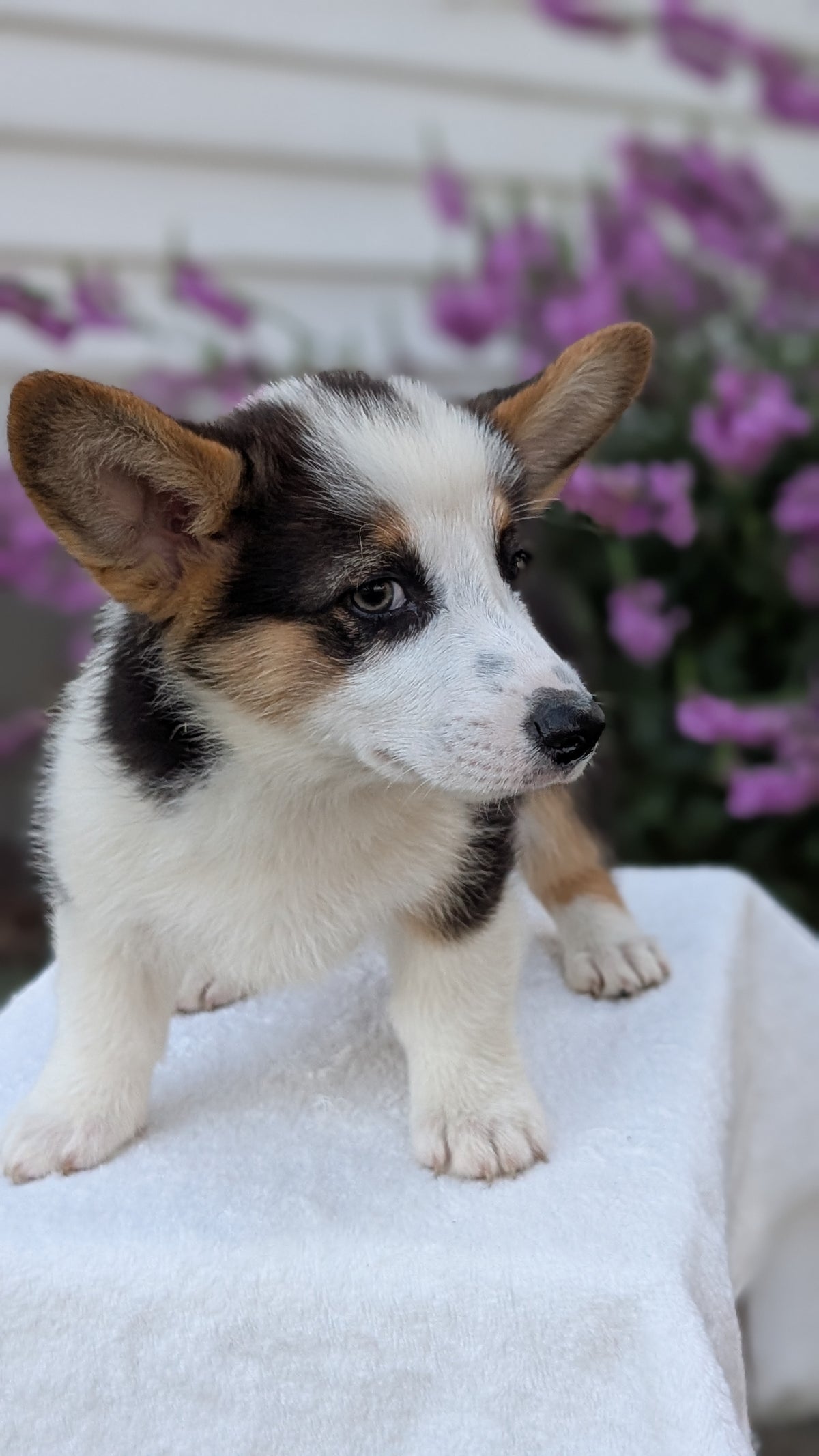 CORGI (JUN 08) MALES