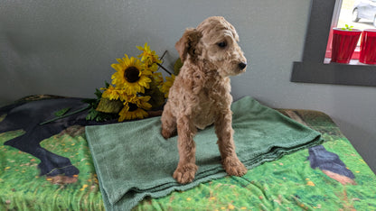 MINI GOLDENDOODLE (12/09) MALE