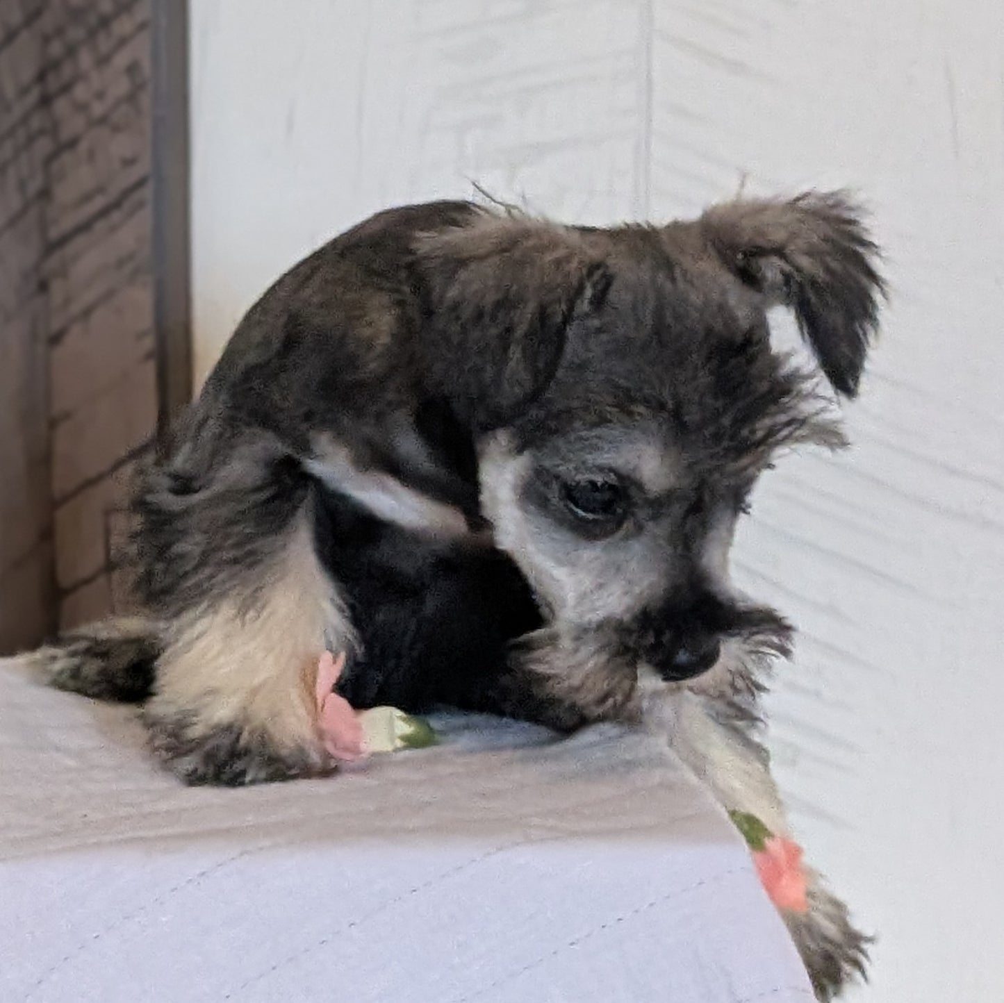 MINI SCHNAUZER (FEB 15) FEMALES