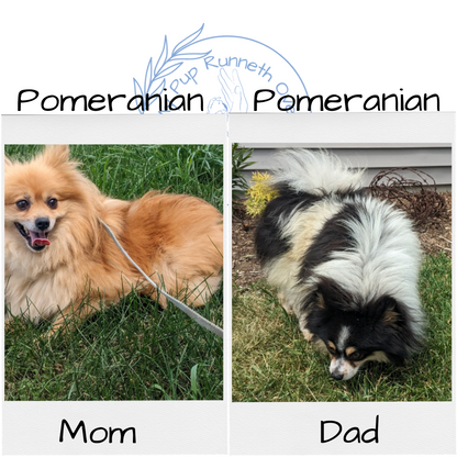 POMERANIAN (11/01) MALE