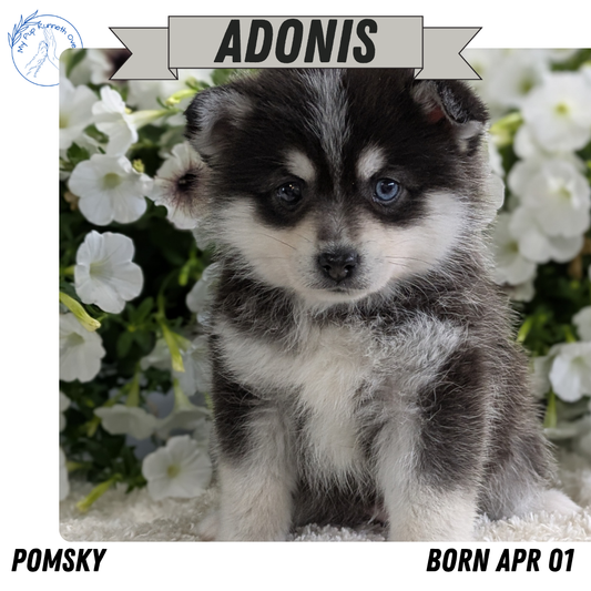 POMSKY (04/01) MALE