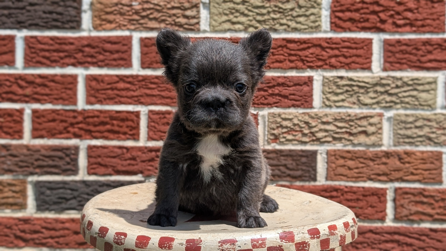 FRENCH BULLDOG (MAR 09) FEMALES
