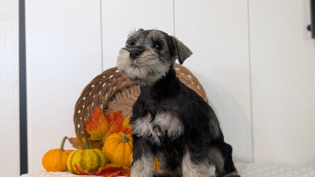 MINI SCHNAUZER (AUG 27) 4 FEMALES/1 MALE