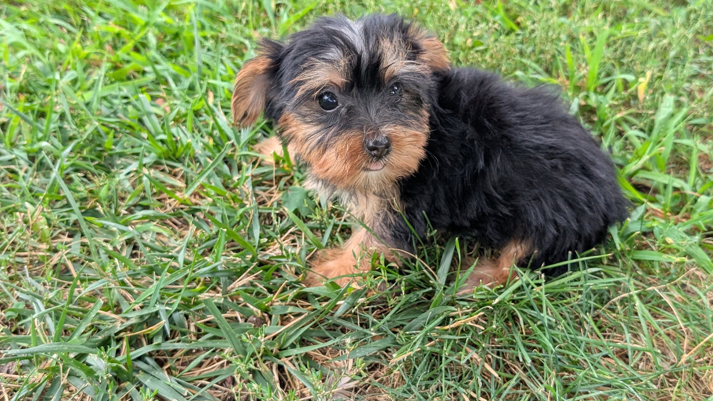 YORKSHIRE TERRIER (06/14) FEMALE