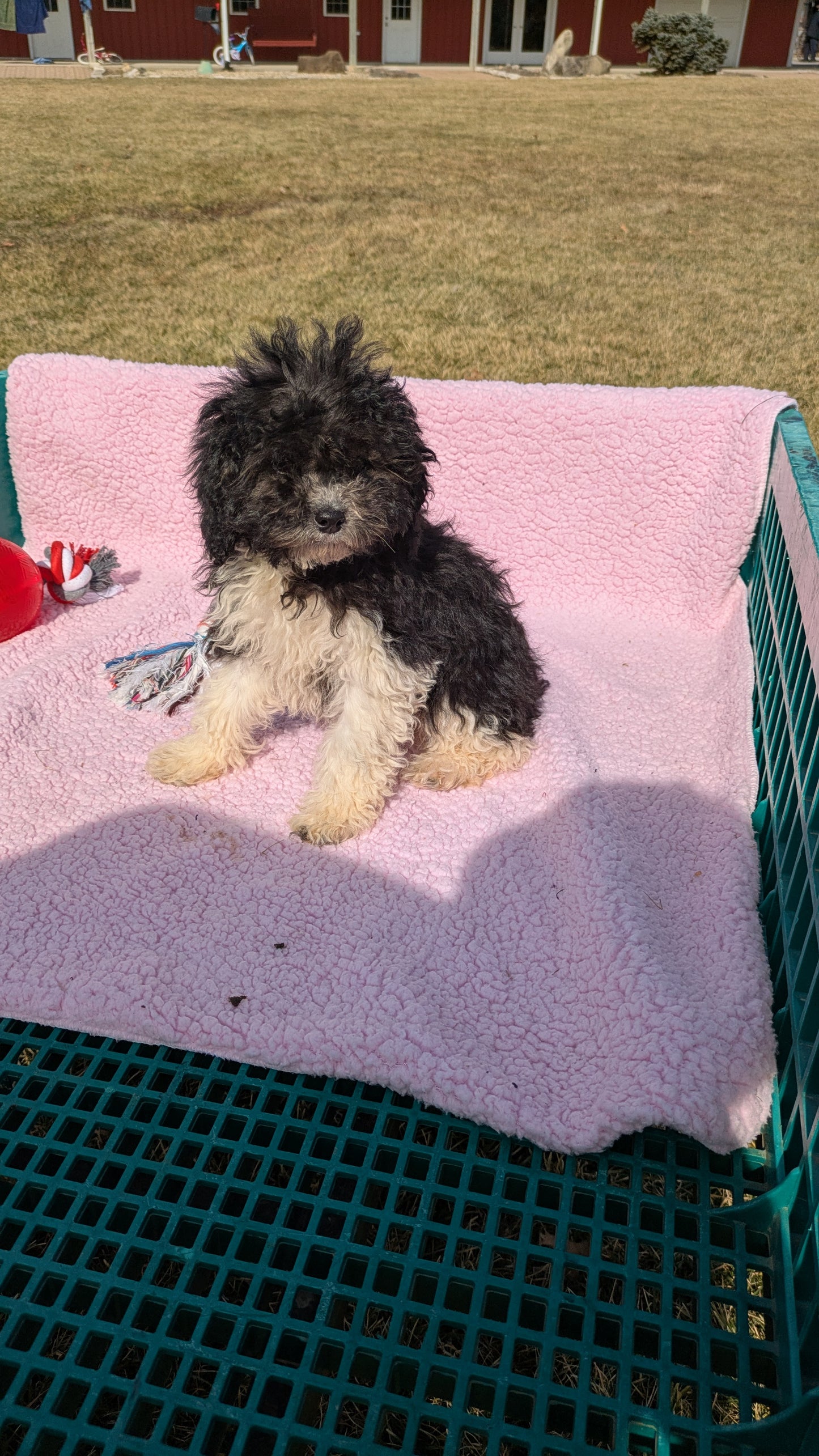 COCKAPOO (12/12) FEMALE