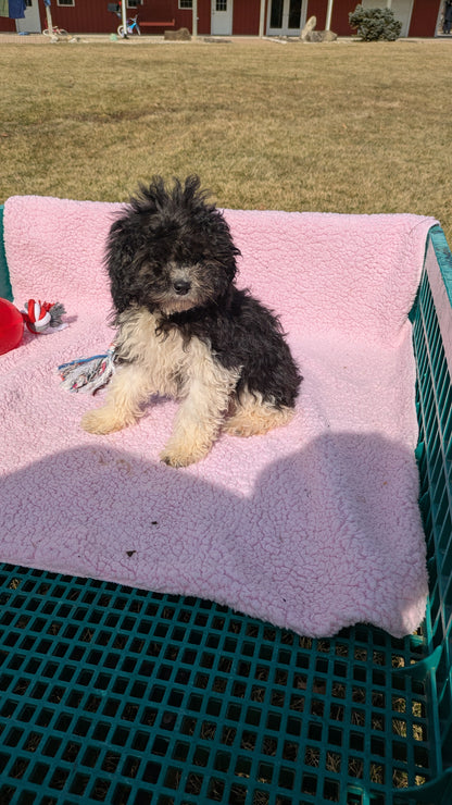 COCKAPOO (12/12) FEMALE