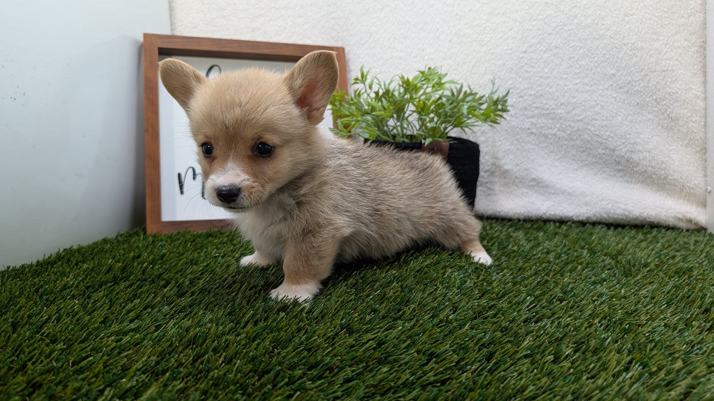 CORGI (07/10) MALE