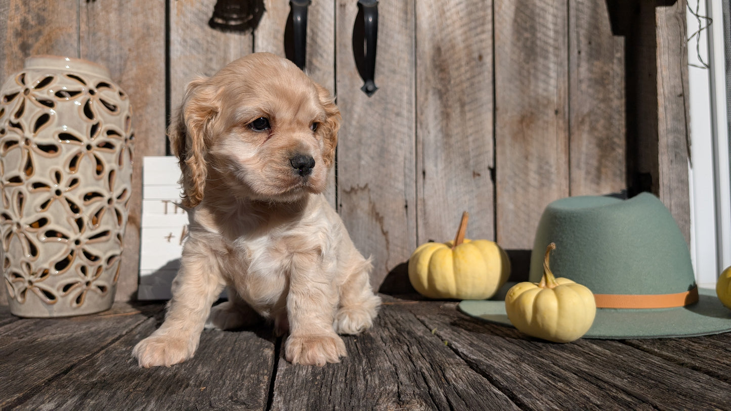COCKER SPANIEL (09/19) MALE