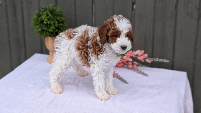 MINI POODLE (MAY 08) MALES