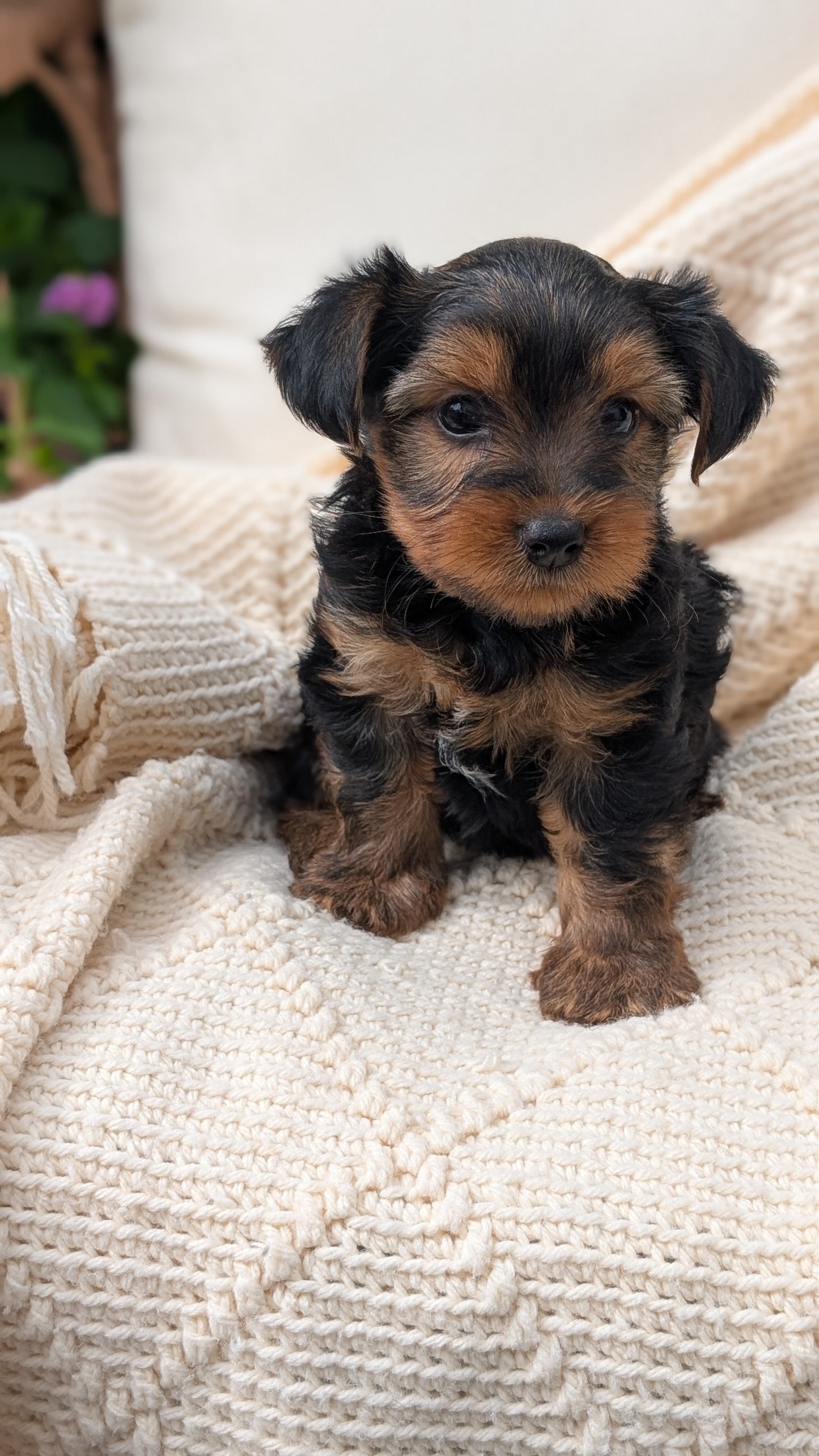 YORKSHIRE TERRIER (MAY 20) MALE