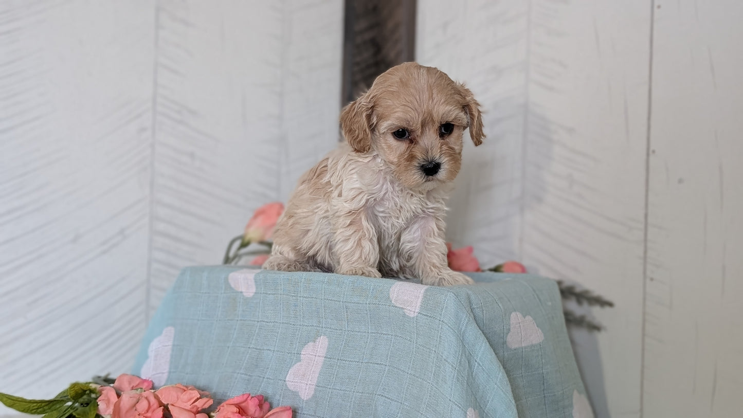 COCKAPOO (FEB 04) FEMALES