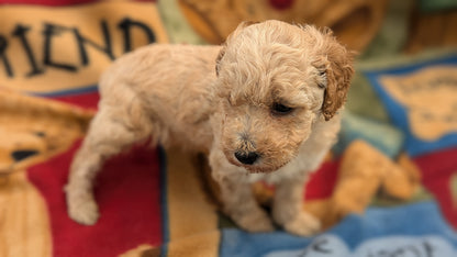 MINI POODLE (09/27) FEMALE
