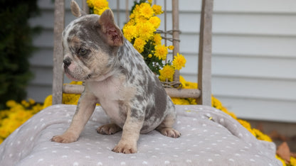 FRENCH BULLDOG (07/29) FEMALE