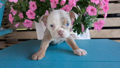 ENGLISH BULLDOG (06/30) FEMALE