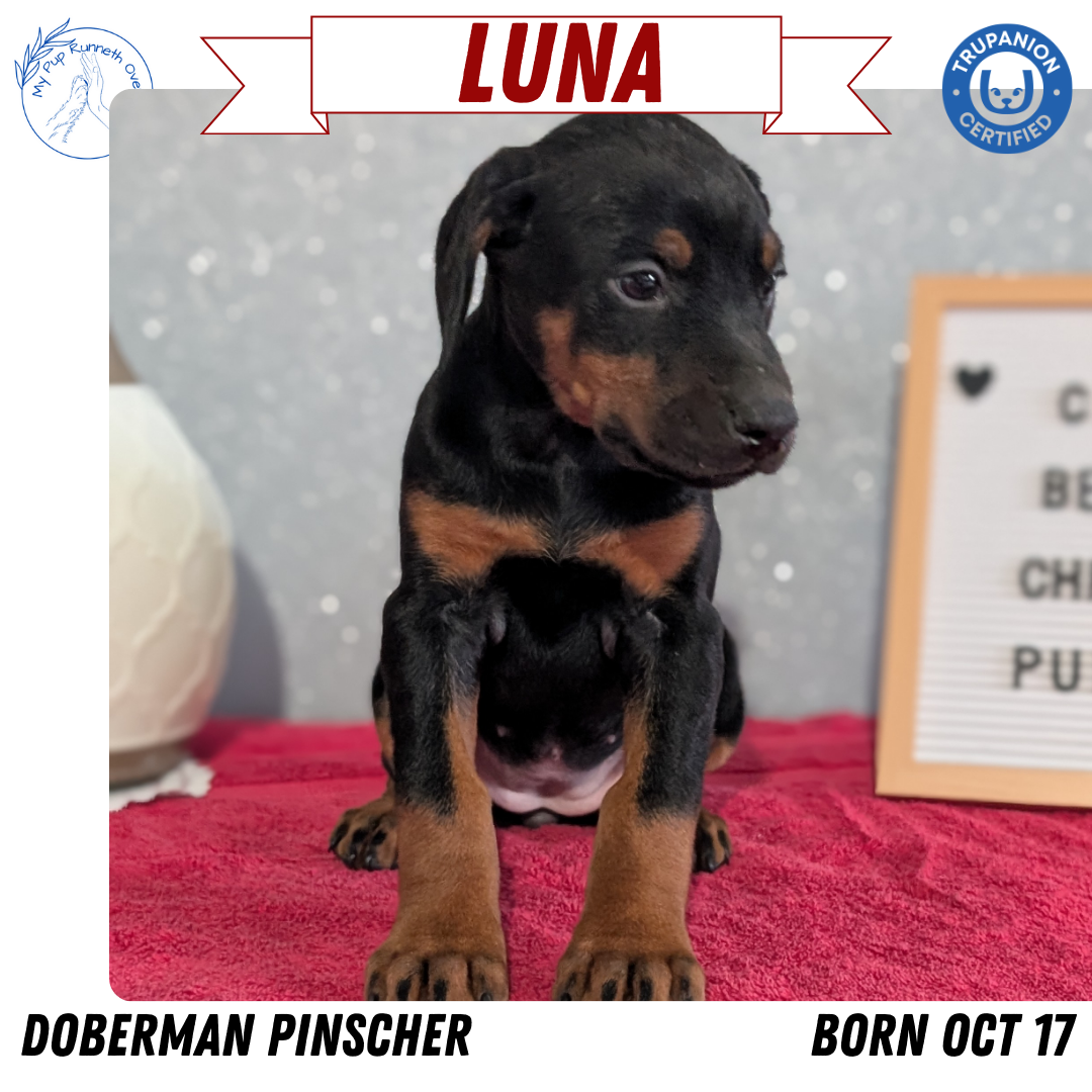 DOBERMAN PINSCHER (OCT 17) FEMALES