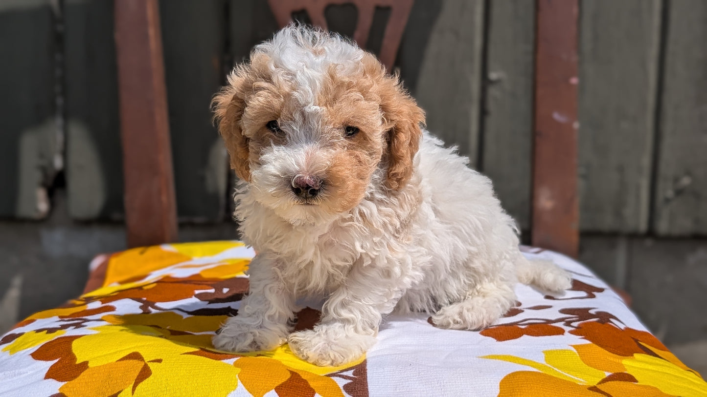 MINI POODLE (JUN 21) 4 MALES