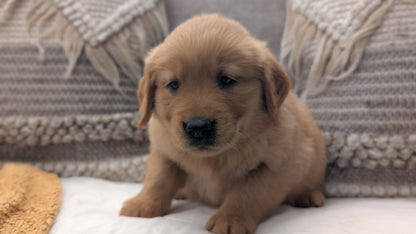 GOLDEN RETRIEVER (JUL 01) MALES