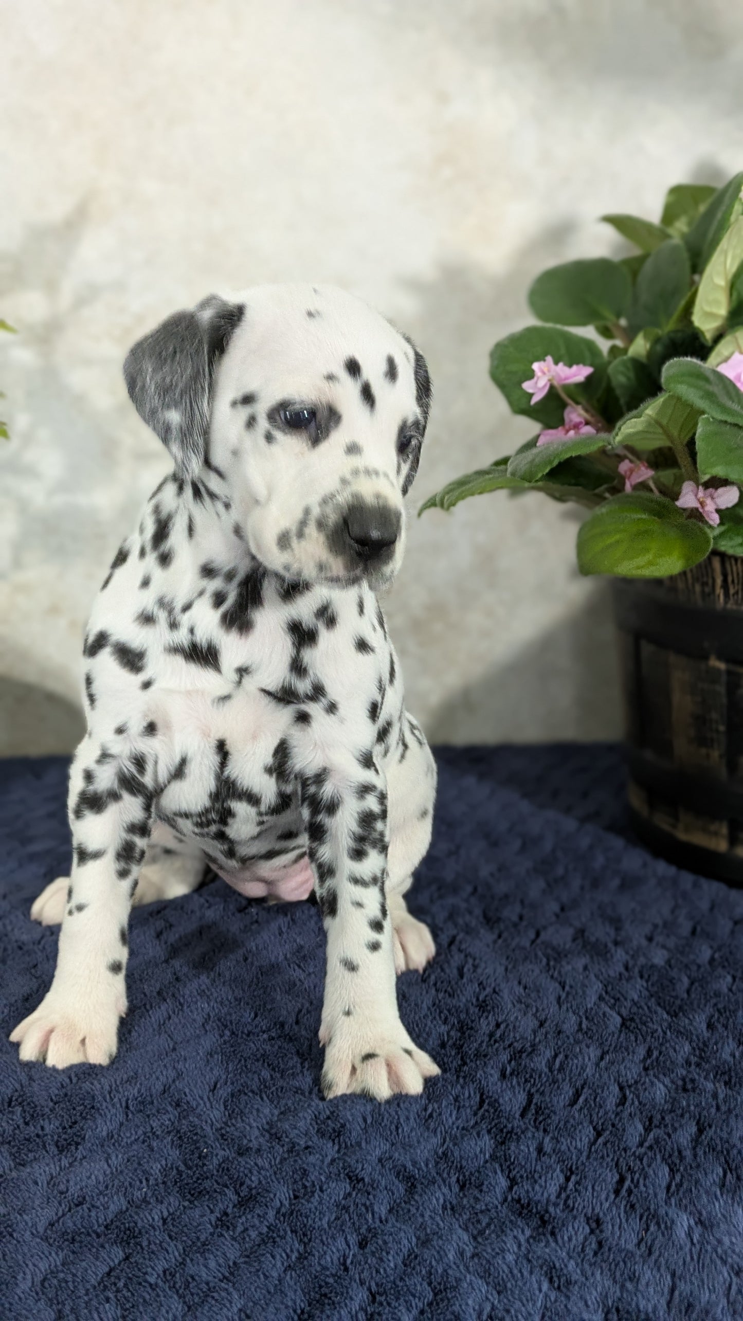 DALMATIAN (02/14) FEMALE