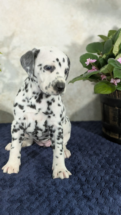 DALMATIAN (02/14) FEMALE