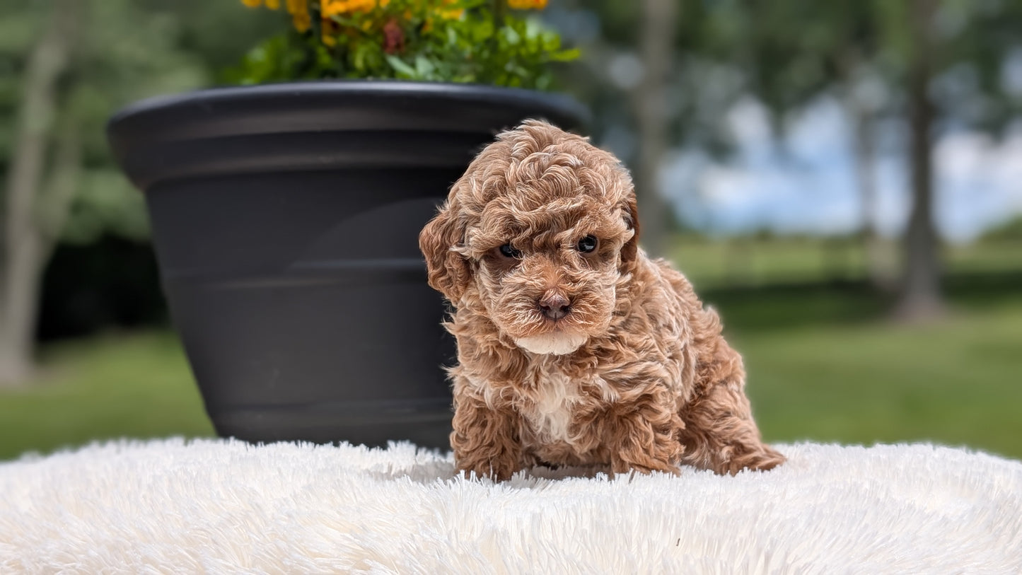 MINI POODLE (MAY 12) FEMALES