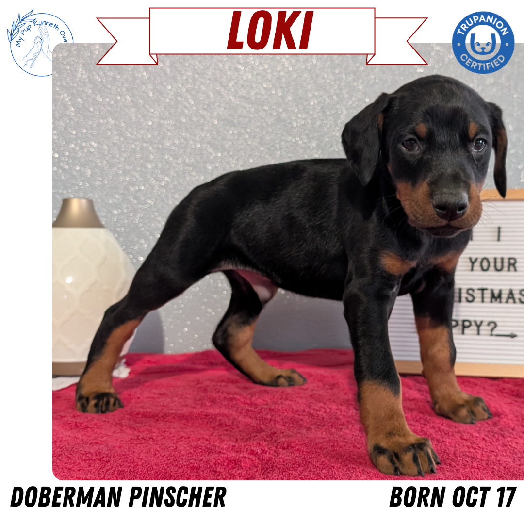 DOBERMAN PINSCHER (OCT 17) MALES