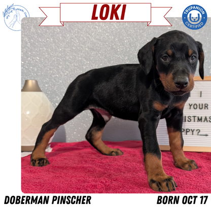 DOBERMAN PINSCHER (OCT 17) MALES