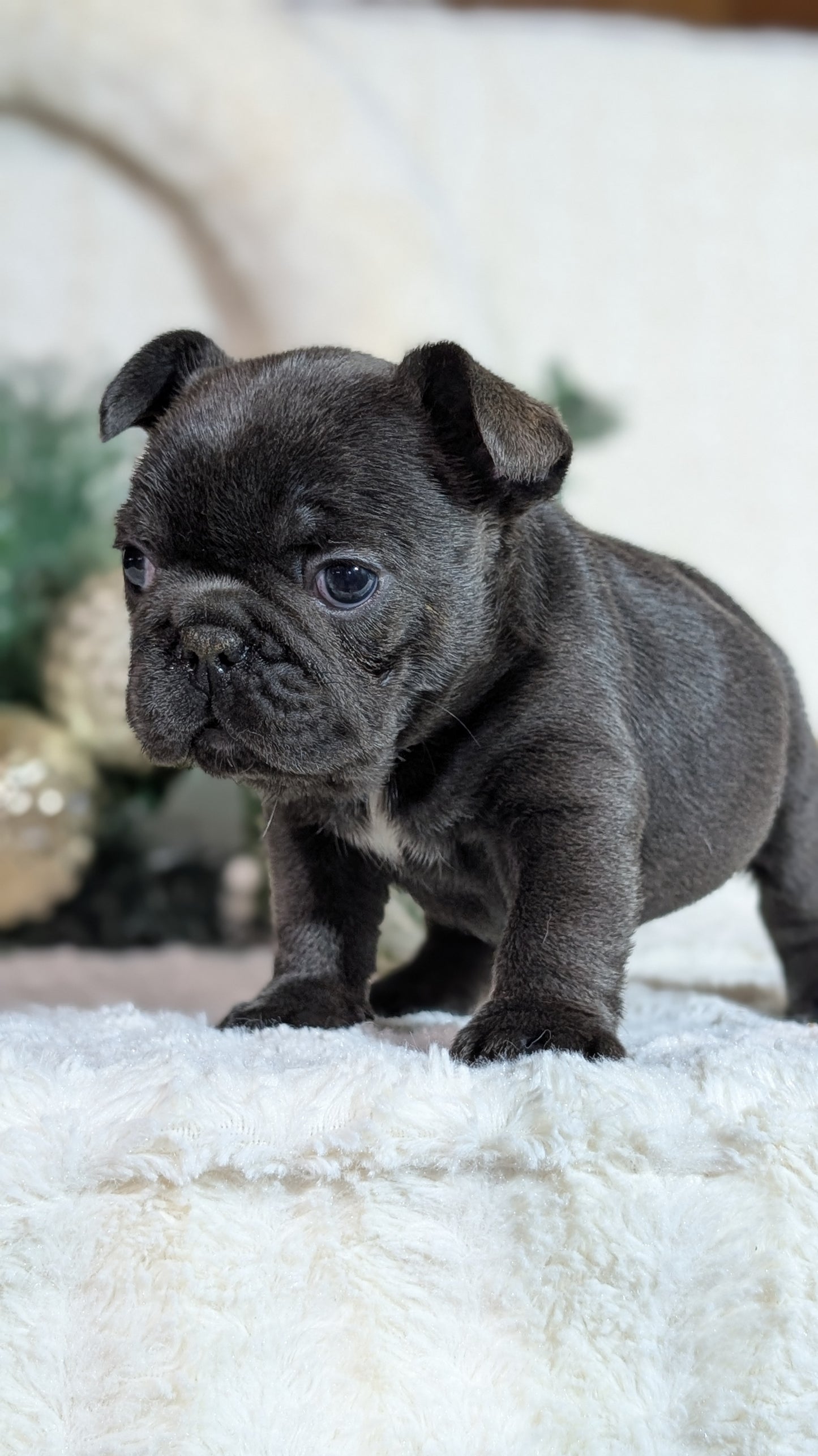 FRENCH BULLDOG (OCT 08) FEMALES