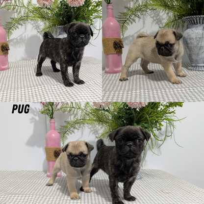 PUG (02/04) FEMALE