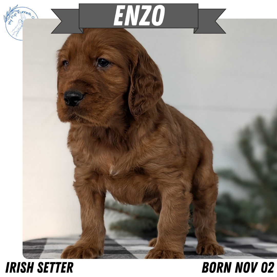 IRISH SETTER (NOV 02) MALES