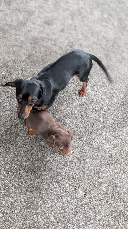 MINI DACHSHUND (09/22) FEMALE