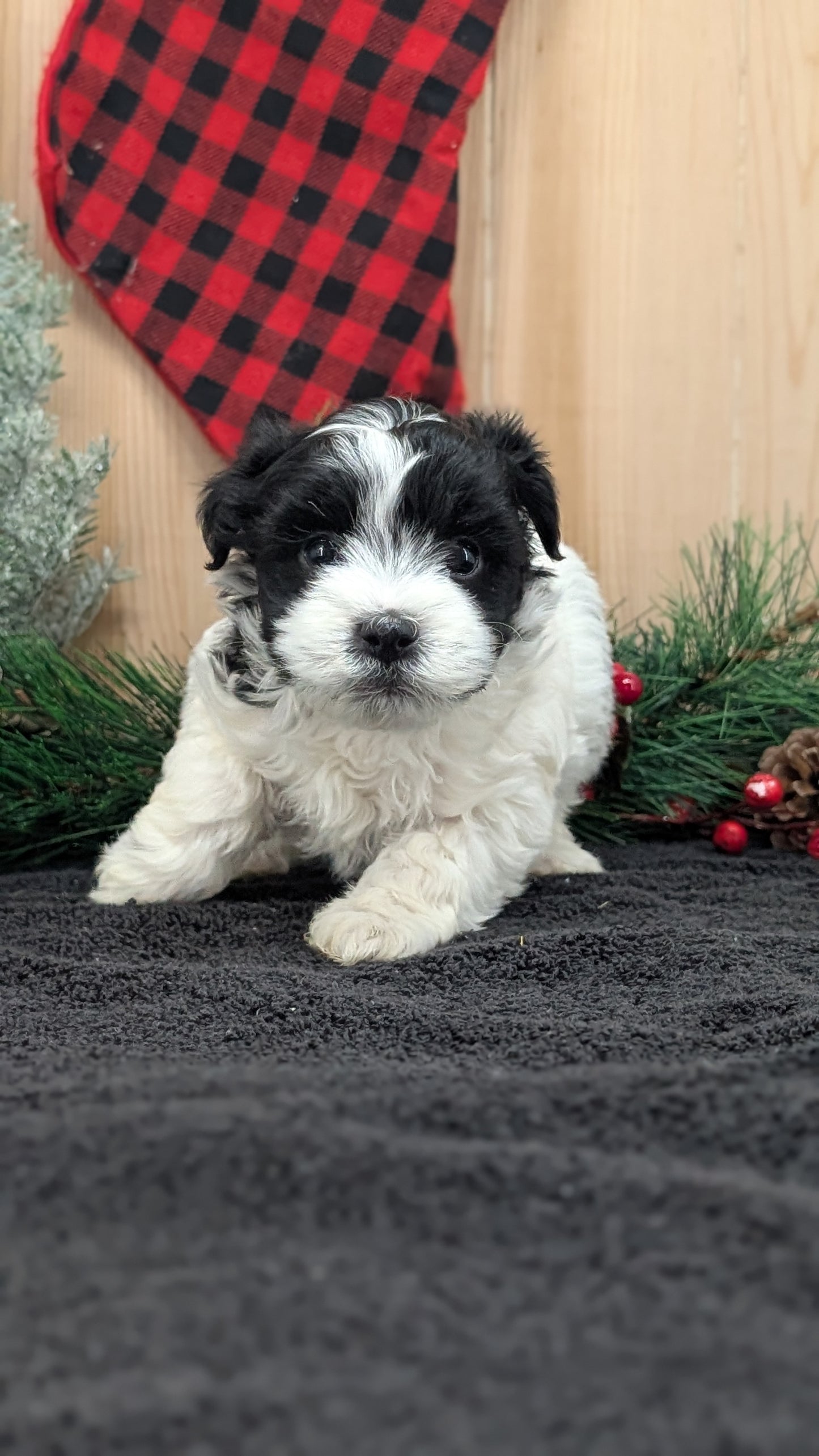 HAVANESE (OCT 25) FEMALE