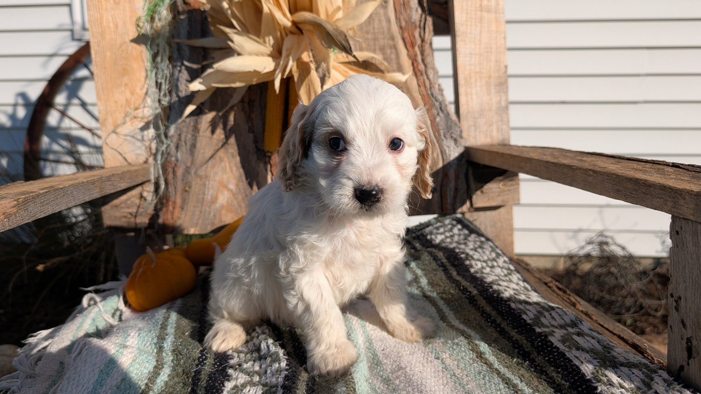 CAVAPOO (OCT 02) MALES