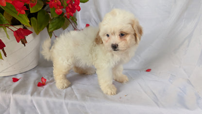 TEDDY BEAR (06/29) FEMALE