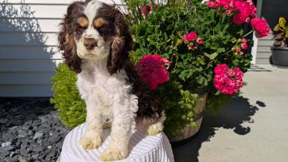 COCKER SPANIEL (07/17) MALE