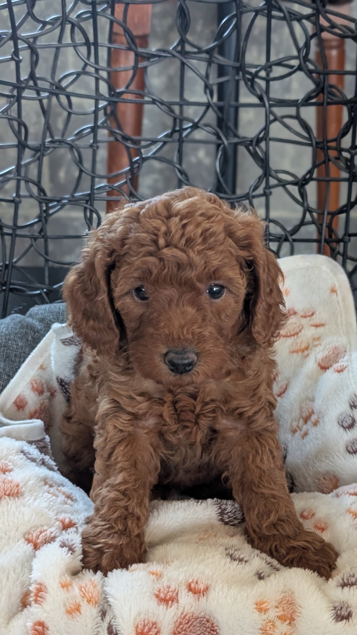 TOY POODLE (SEP 10) 4 MALES/2 FEMALES
