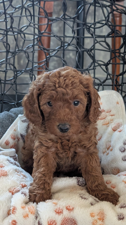 TOY POODLE (SEP 10) 4 MALES/2 FEMALES