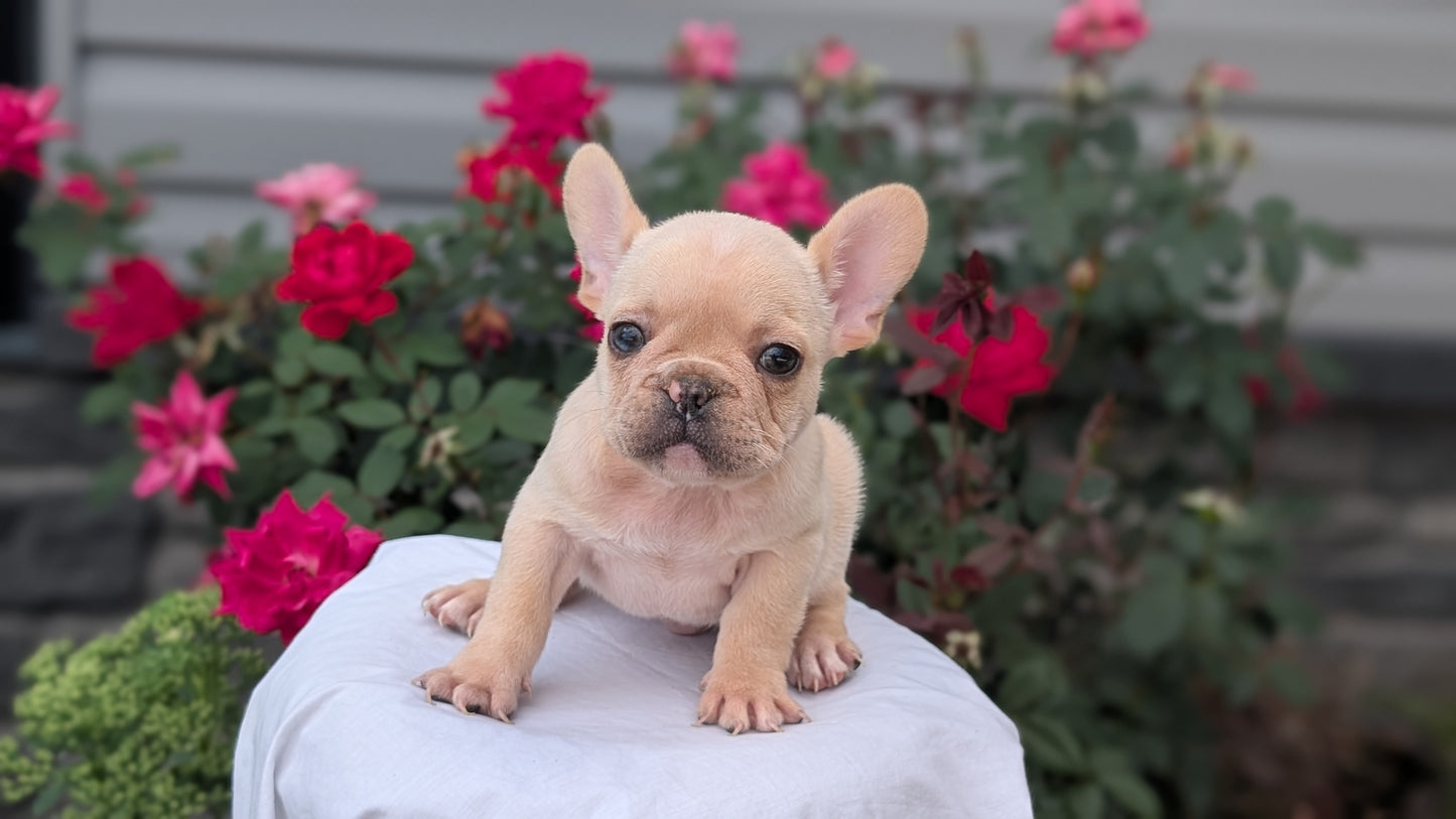 FRENCH BULLDOG (JUN 26) 2 MALES