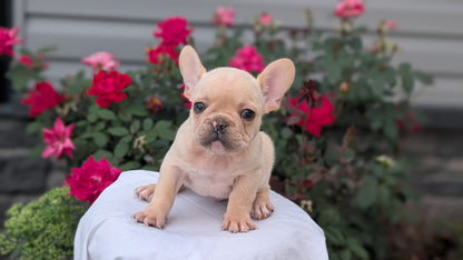FRENCH BULLDOG (JUN 26) 2 MALES