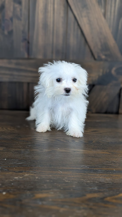MALTESE (NOV 09) MALES