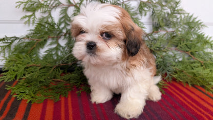 SHIH TZU (SEP 30) MALES