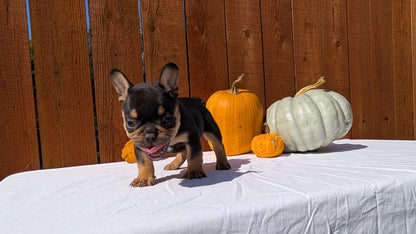 FRENCH BULLDOG (08/12) MALE