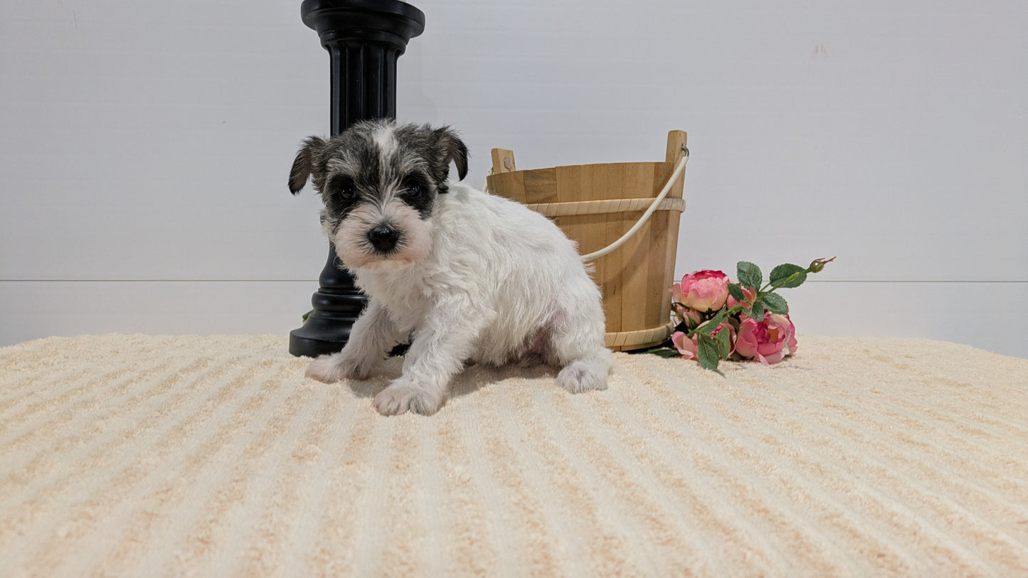 MINI SCHNAUZER (02/18) FEMALE