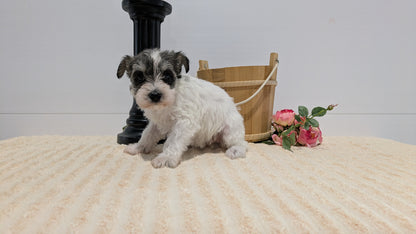 MINI SCHNAUZER (02/18) FEMALE