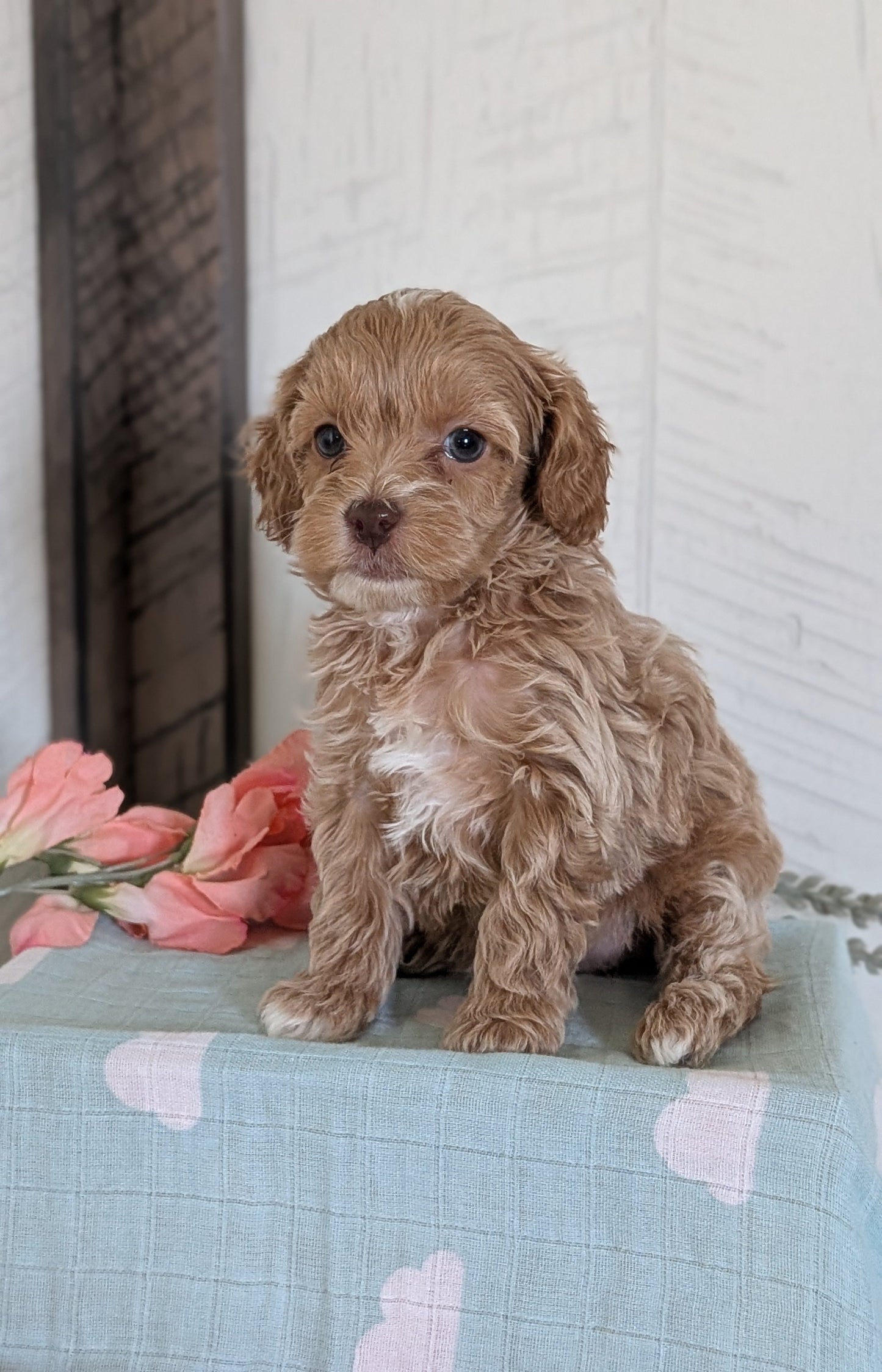 COCKAPOO (FEB 04) FEMALES