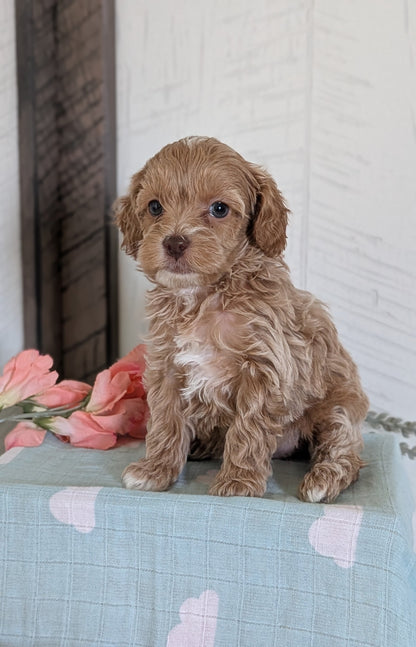 COCKAPOO (FEB 04) FEMALES
