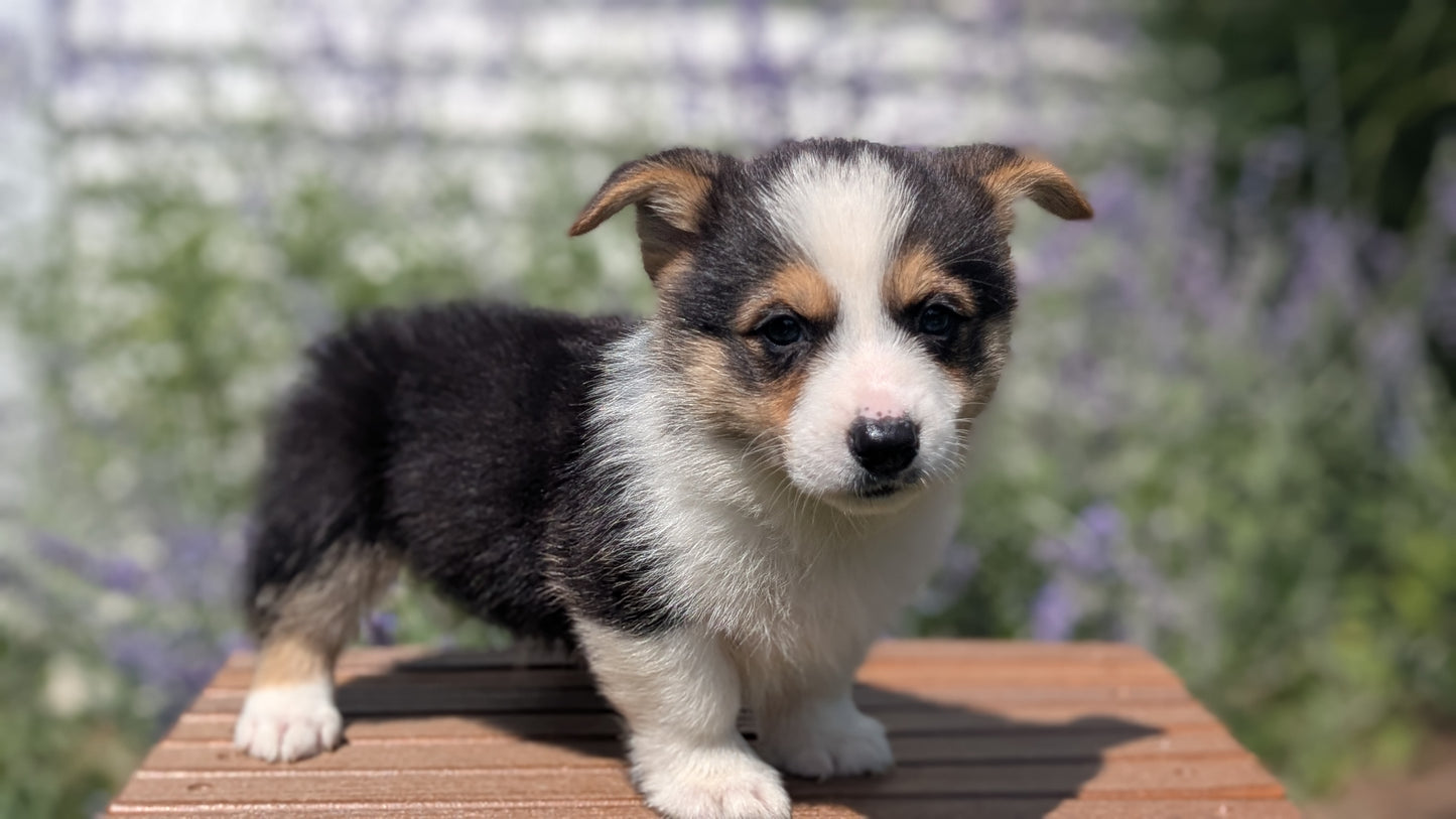 CORGI (JUN 08) MALES