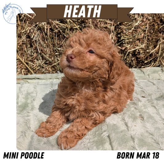 MINI POODLE (03/18) MALE