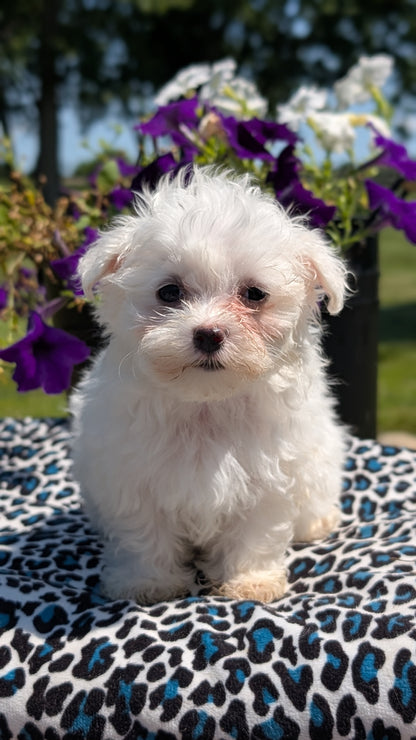 MALTESE (JUN 13) FEMALES