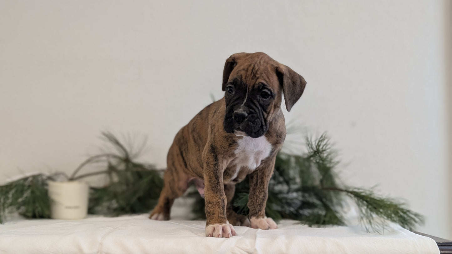 BOXER (DEC 04) MALES